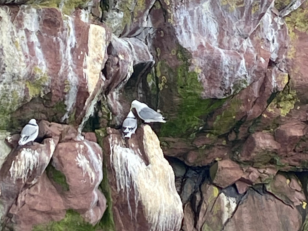 O'Brien's Whale and Bird Tours景点图片