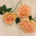 aliceflower