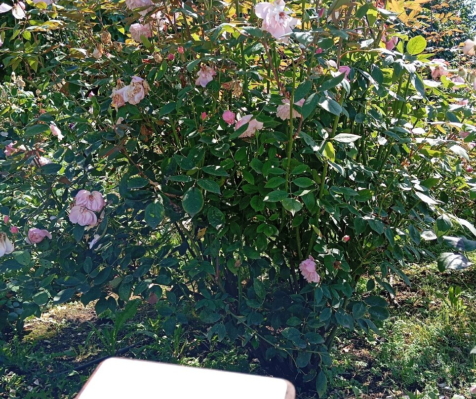 Giardino della Rosa景点图片