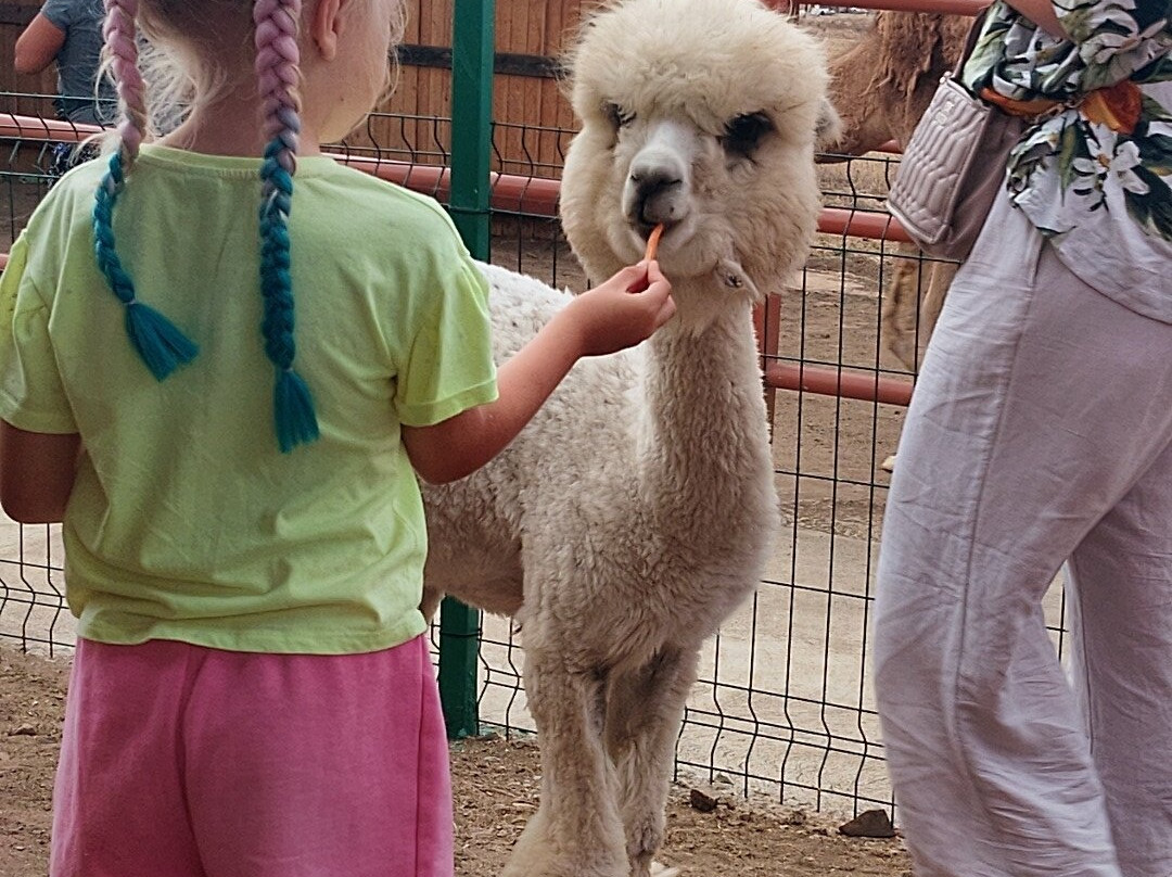 Camel Park Sunny Beach景点图片