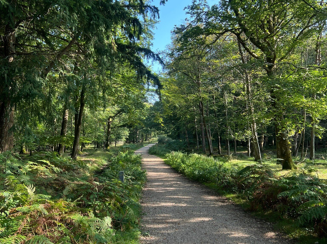 New Forest Cycling景点图片