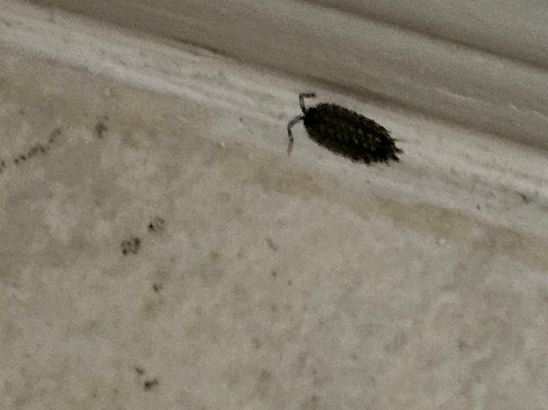 彭比纳贝斯特韦斯特套房及酒店主图