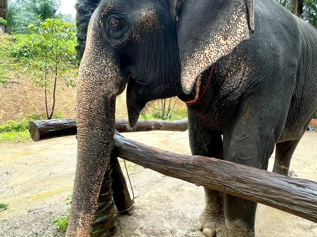 Khaothong Elephant Camp景点图片
