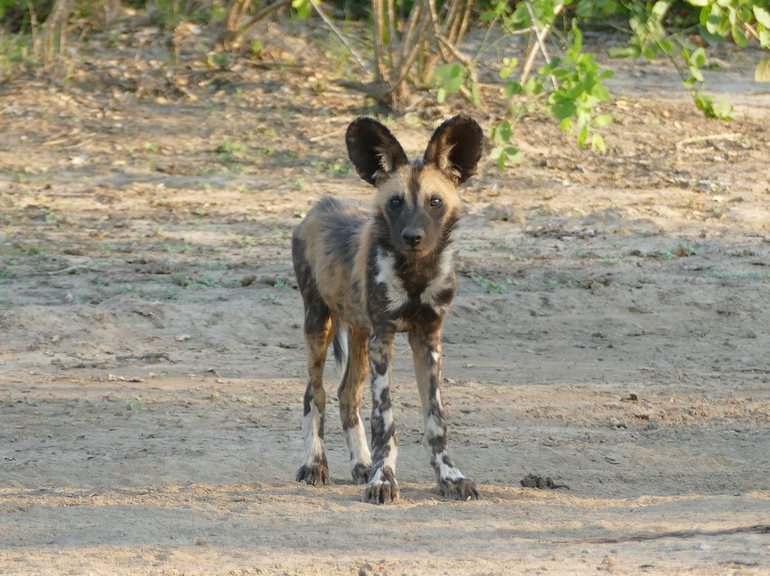 Parque Nacional Da Gorongosa景点图片