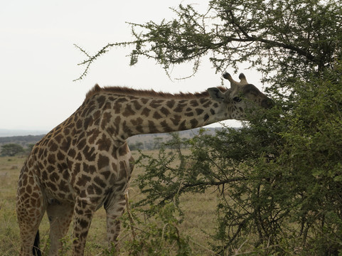 E & E Safaris-阿鲁沙必去景点