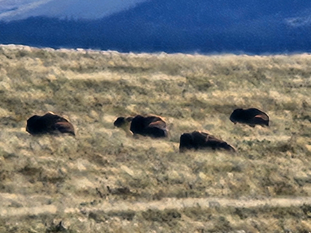 Bison Paddock Loop Road景点图片