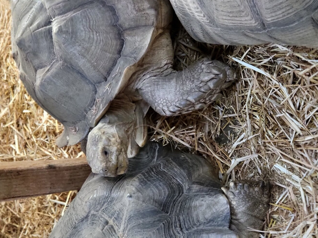 The Reptile Zoo-芳泉谷必去景点