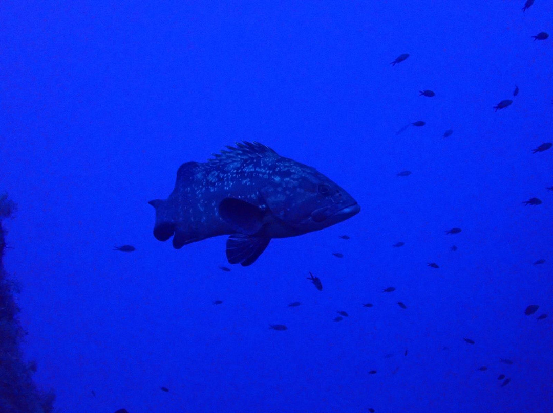 Dwejra Divers-圣劳伦斯必去景点