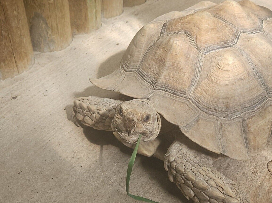 Colorado Gators Reptile Park-Mosca必去景点