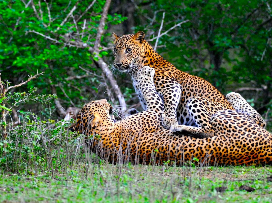 Yala Shenu Safari Tours & Taxi Service-蒂瑟默哈拉默必去景点