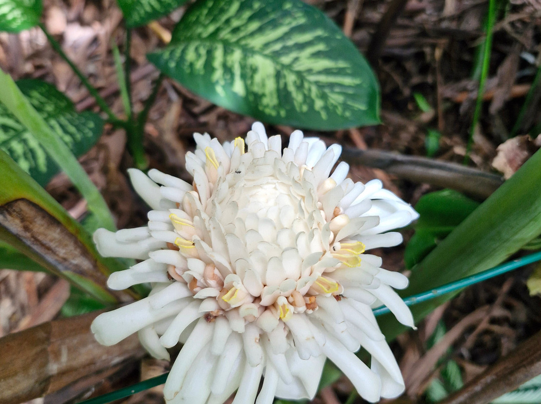 Kot Man-Ya Exotic Flower Garden景点图片