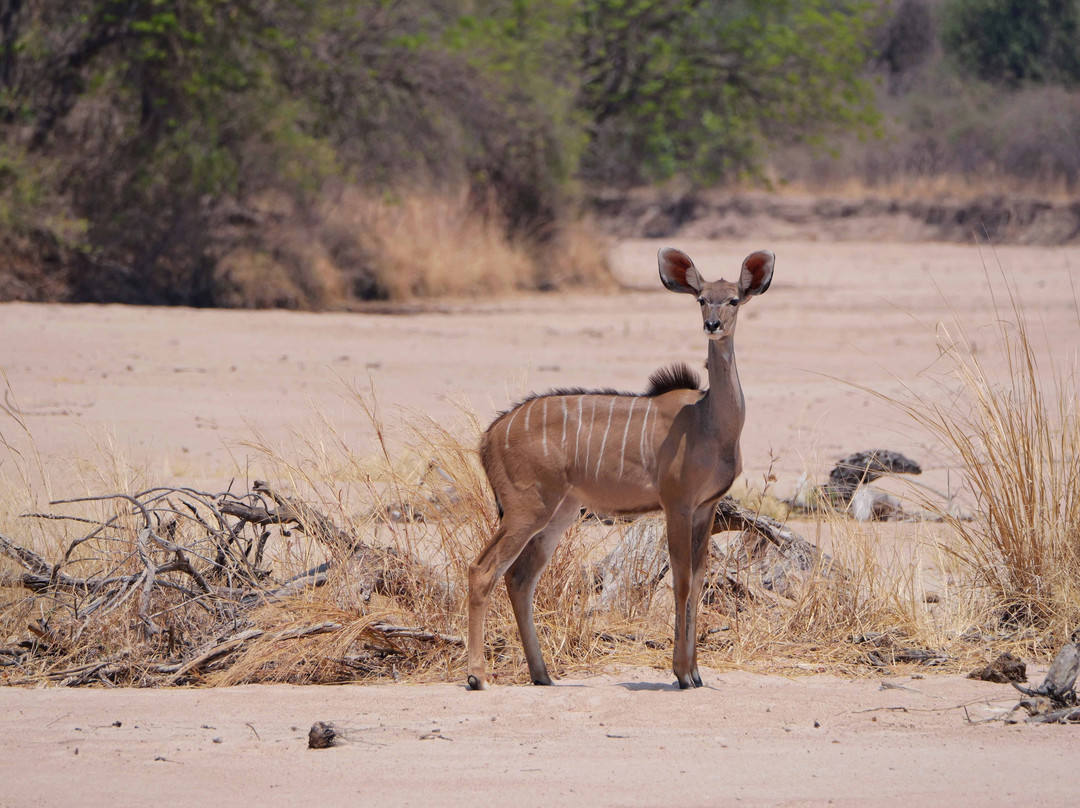 Njobvu Safari主图