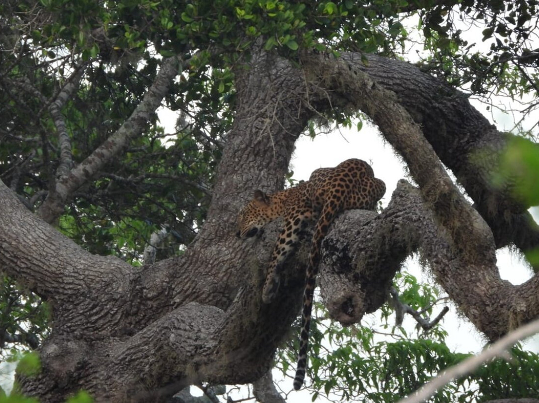 Deesha Safari Tours-蒂瑟默哈拉默必去景点