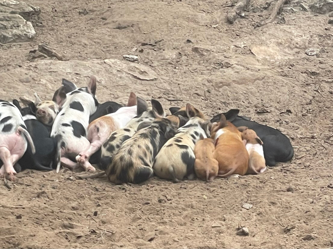 Pig Beach-斯丹尼尔岛必去景点