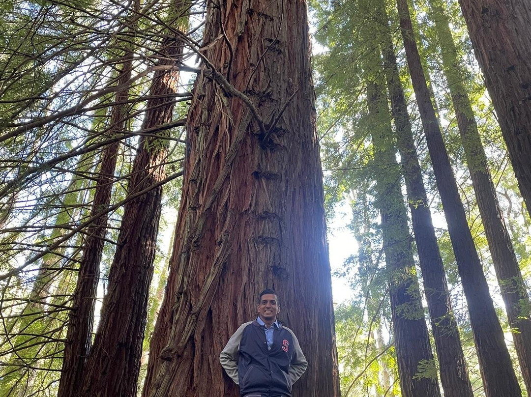 Redwood Forest-华伯登必去景点