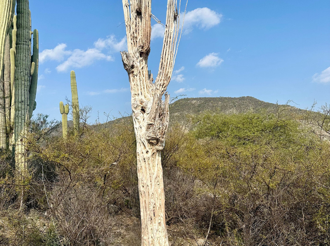 Tehuacan-Cuicatlan Biosphere Reserve景点图片