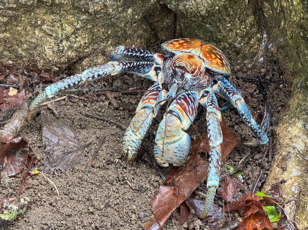 Indian Ocean Experiences-圣诞岛必去景点