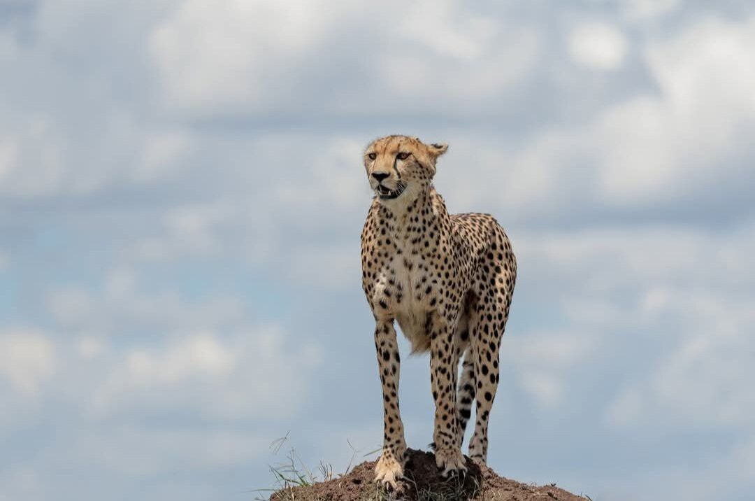 Amboseli National Park景点图片