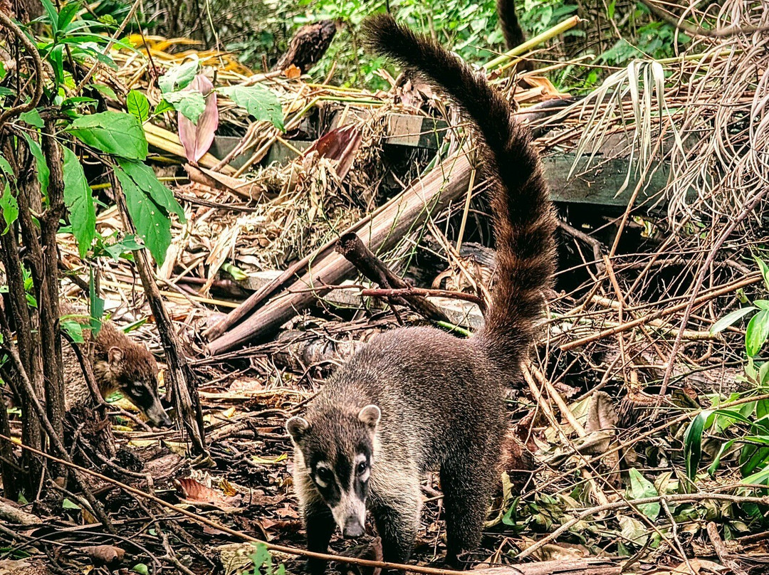 La Negra Surf Hotel主图