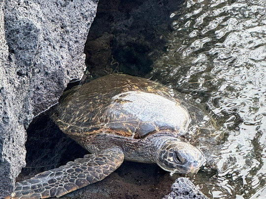 Makaio Tours Hawaii-希洛必去景点