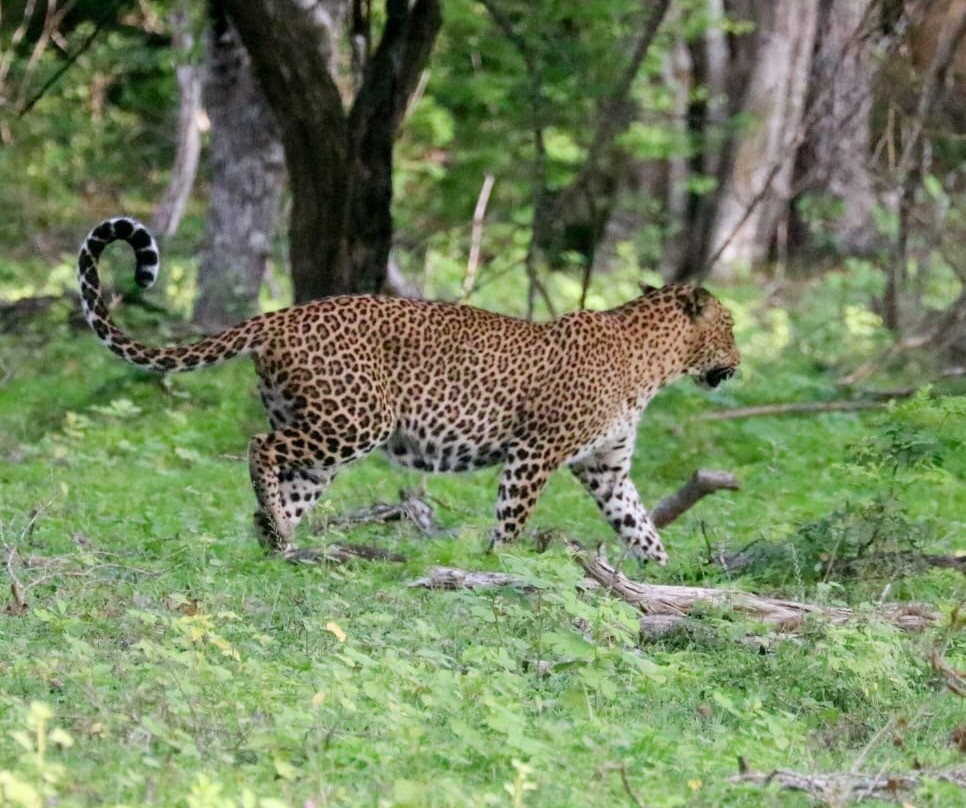 Lunugamvehera Safari Tours-Thanamalwila必去景点