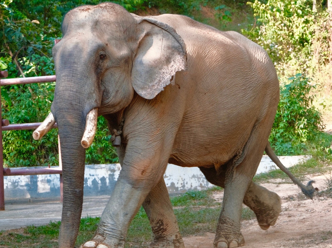 Elephant Conservation Center景点图片