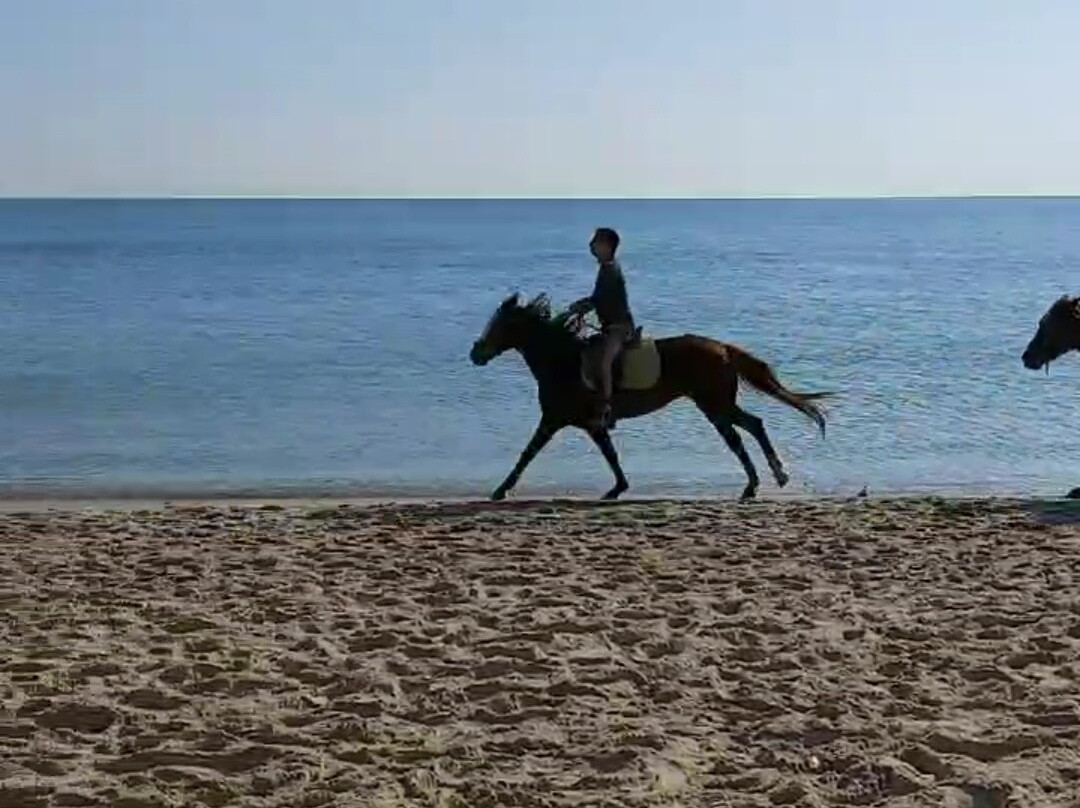 Centre Équestre The Orangers Garden-哈玛麦德必去景点