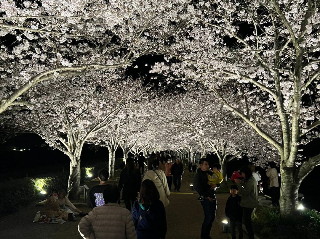 Ono Cherry Blossom Corridor-小野市必去景点
