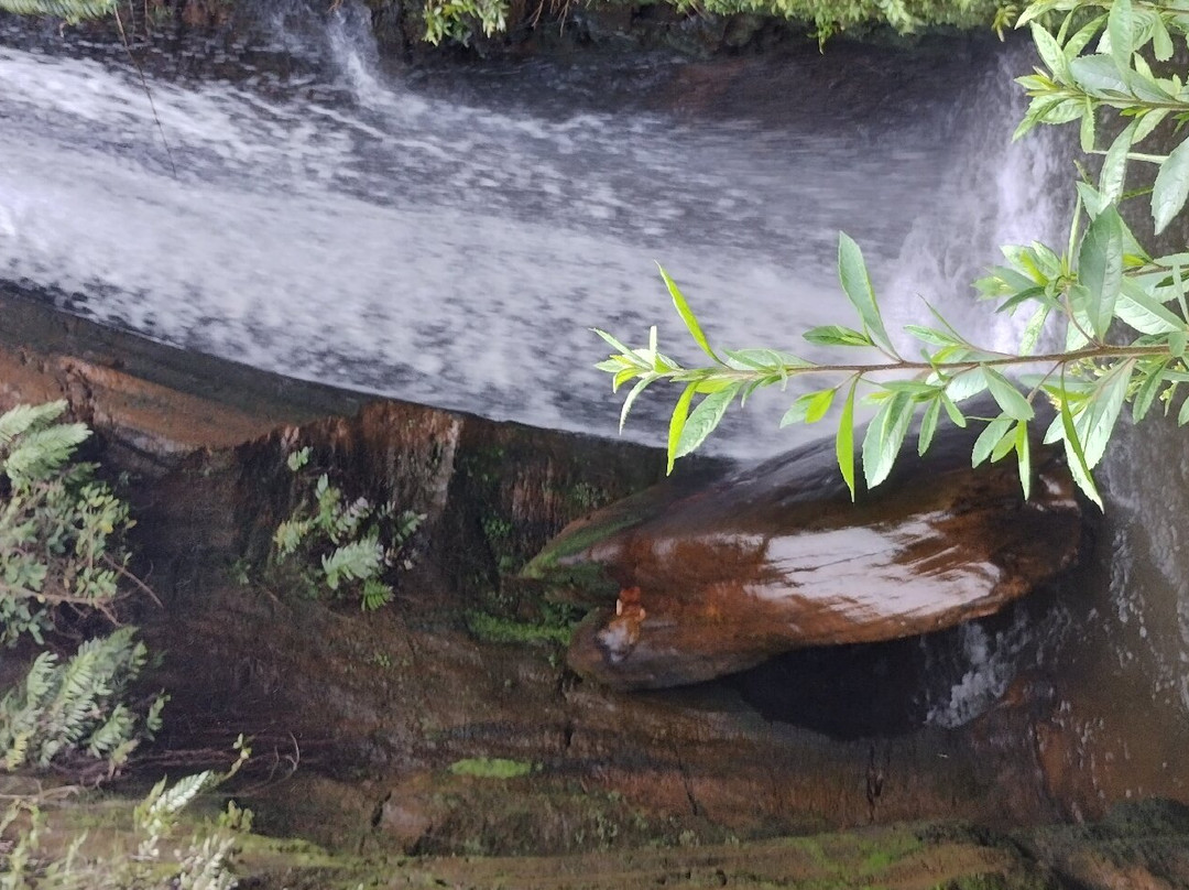 Parque Natural Municipal das Andorinhas-欧鲁普雷图必去景点