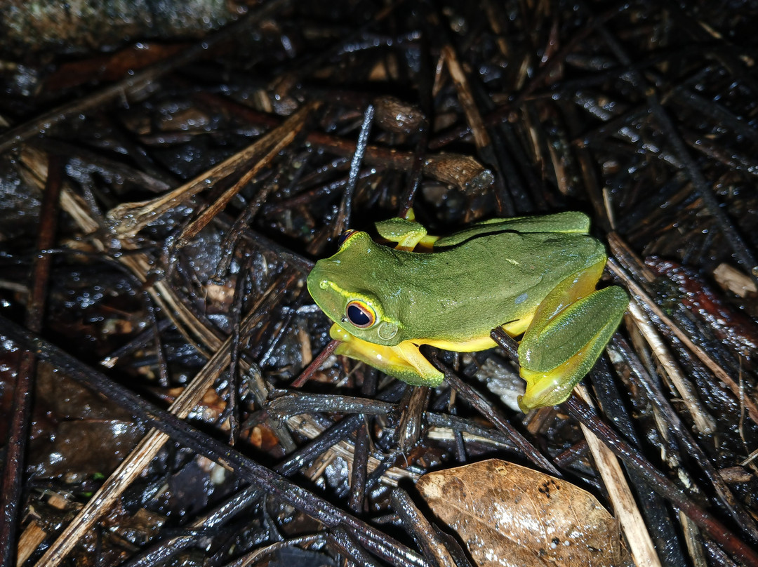 Curtain Fig National Park-Yungaburra必去景点