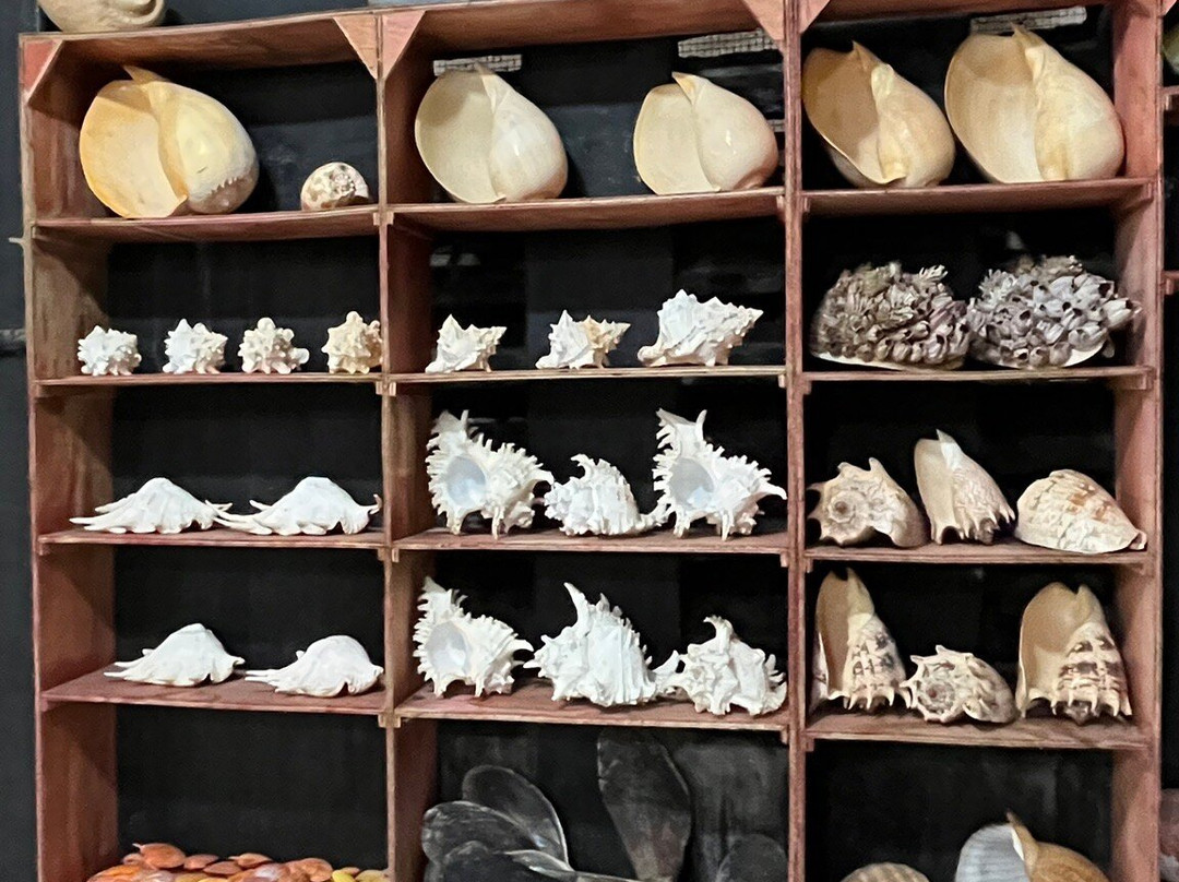 Nova Shells Museum-邦劳岛必去景点