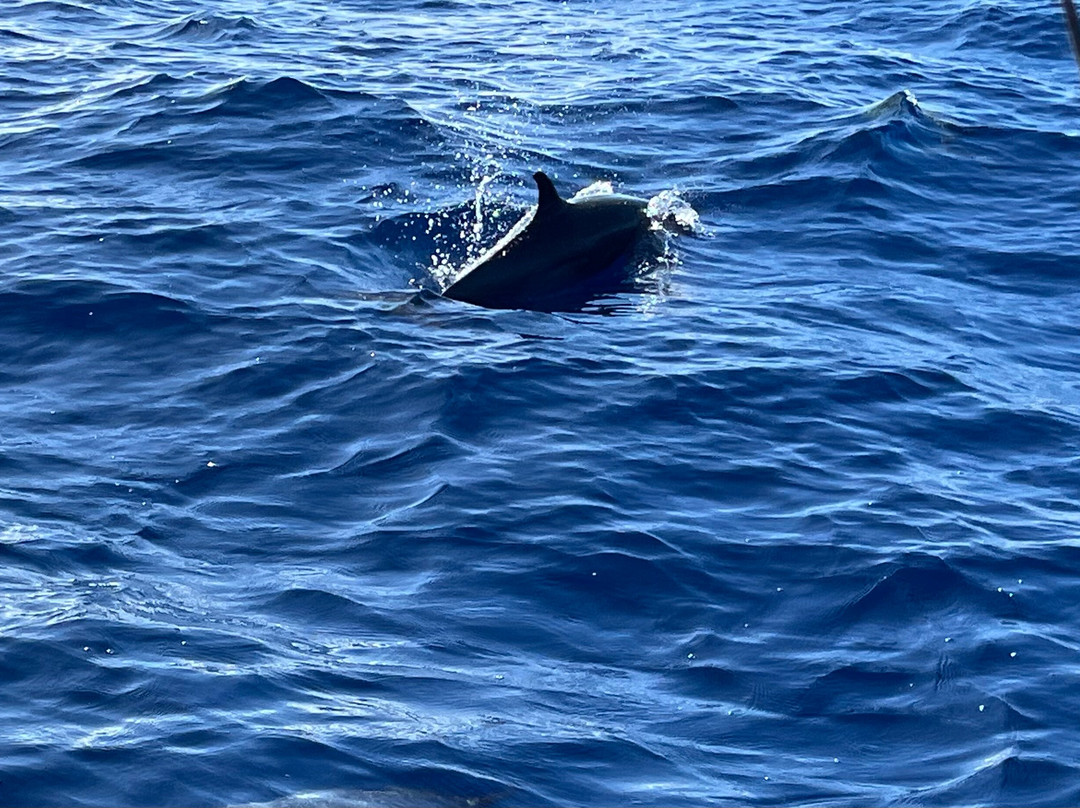 Shelltone Whale Project-Pointe-Noire必去景点