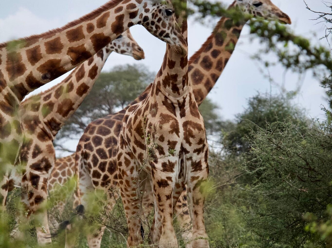 Cymo African Safaris, Uganda-恩德培必去景点