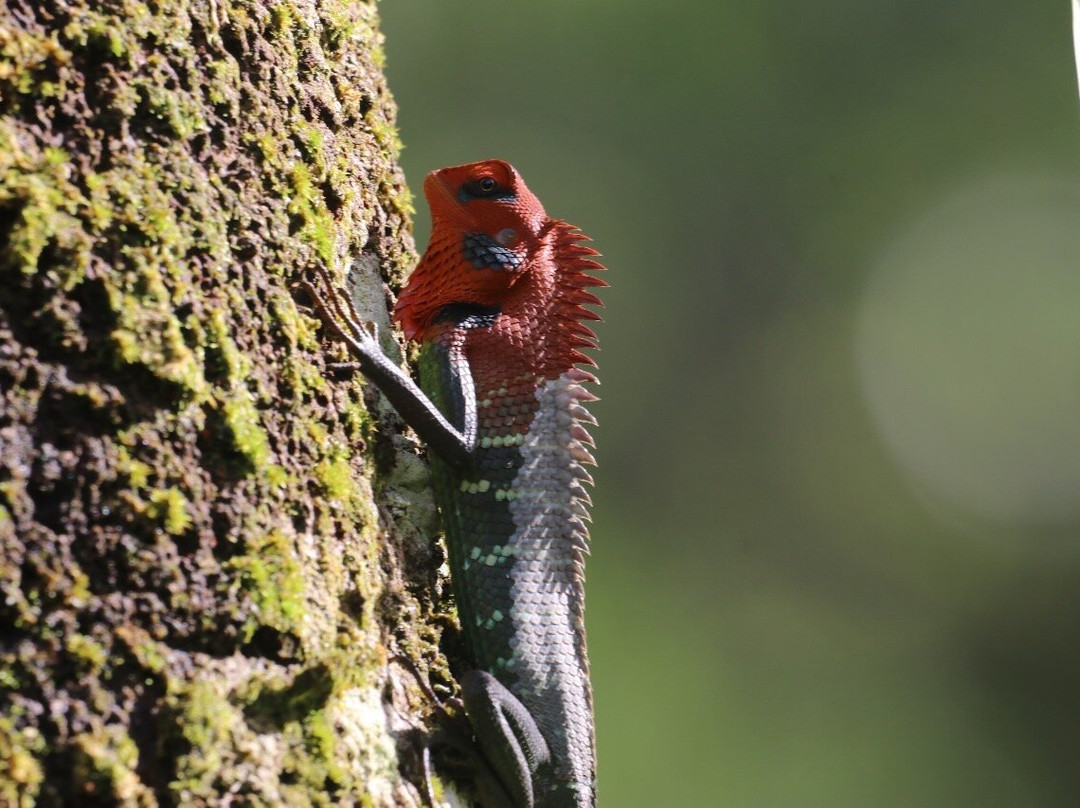 Eddy's Expeditions-加勒必去景点
