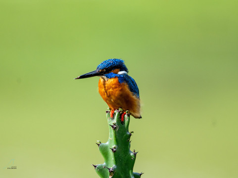 Sri Lanka Tours By Wildscape-Dunagaha必去景点