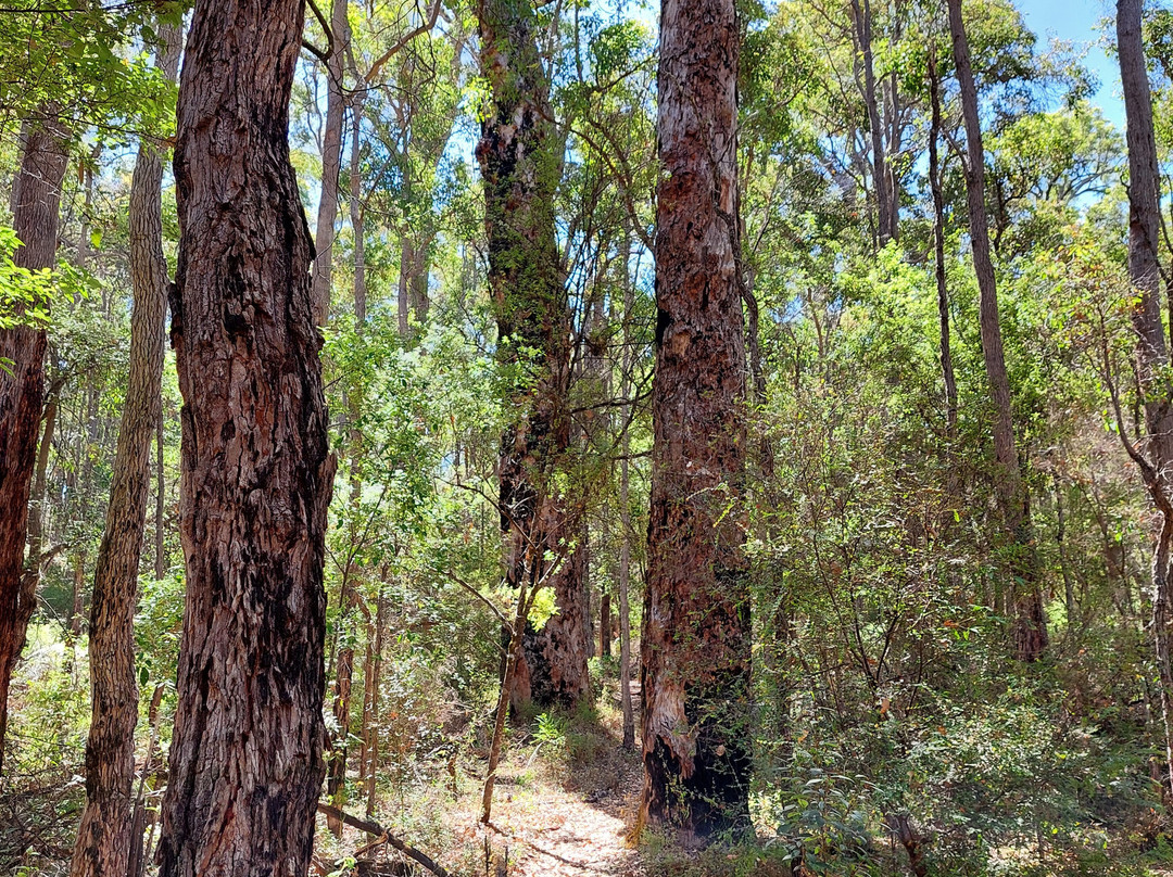 Bridgetown Jarrah Park-布里奇敦必去景点