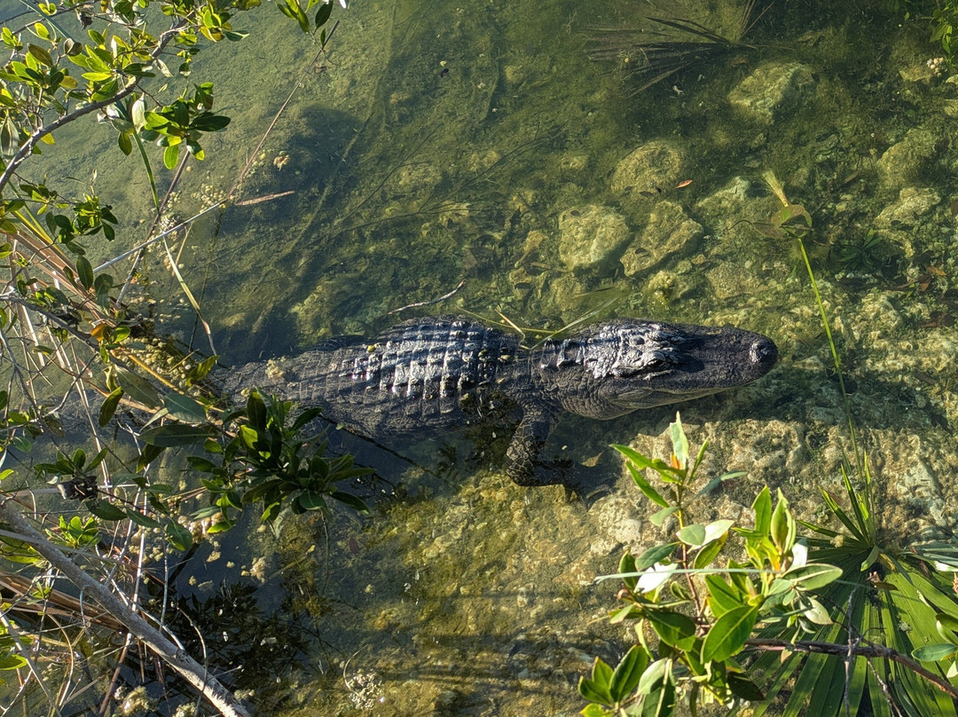 Blue Hole-Big Pine Key必去景点
