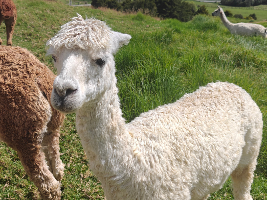 Alpaca Farm Experience景点图片