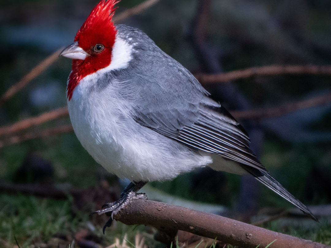 Hosmer's Grove-库拉必去景点