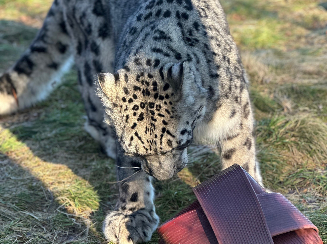 Highland Wildlife Park景点图片