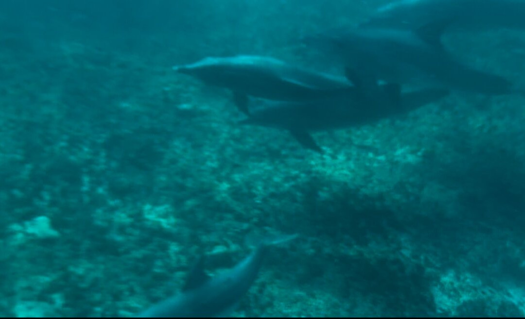 Ethical Dolphin Tours - Kizimkazi, Zanzibar-Kizimkazi必去景点