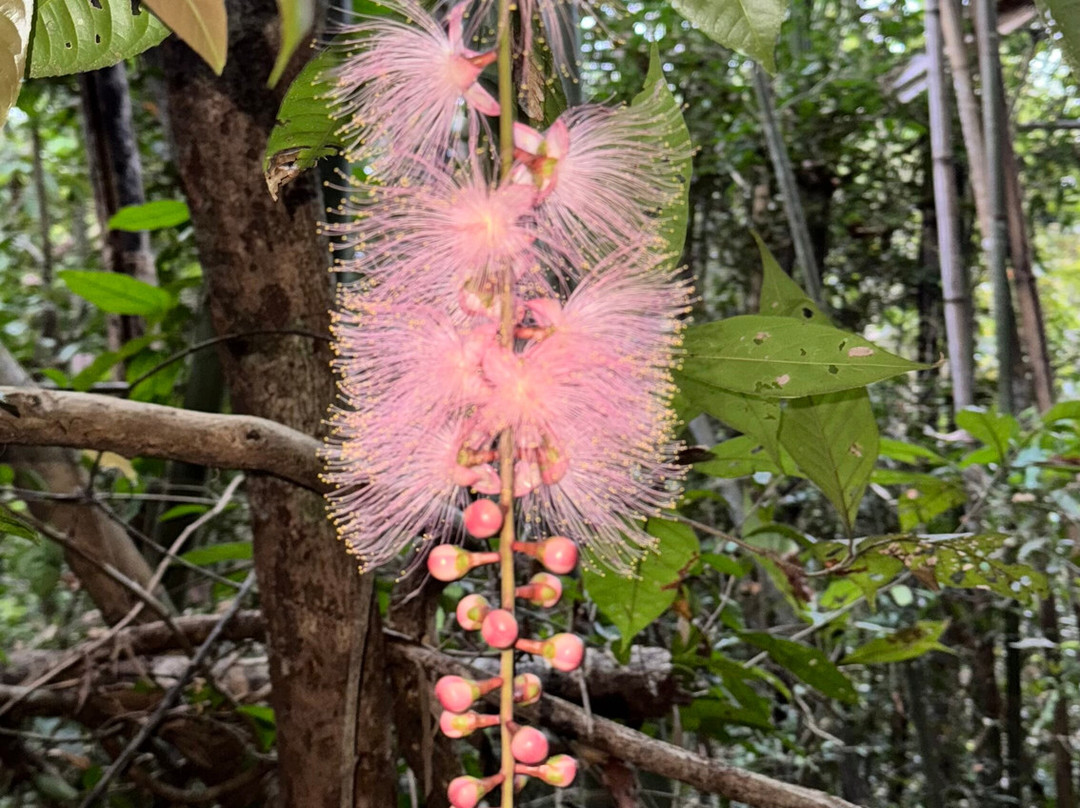 Green Jungle Trekking Tours- Cambodia-邦隆必去景点