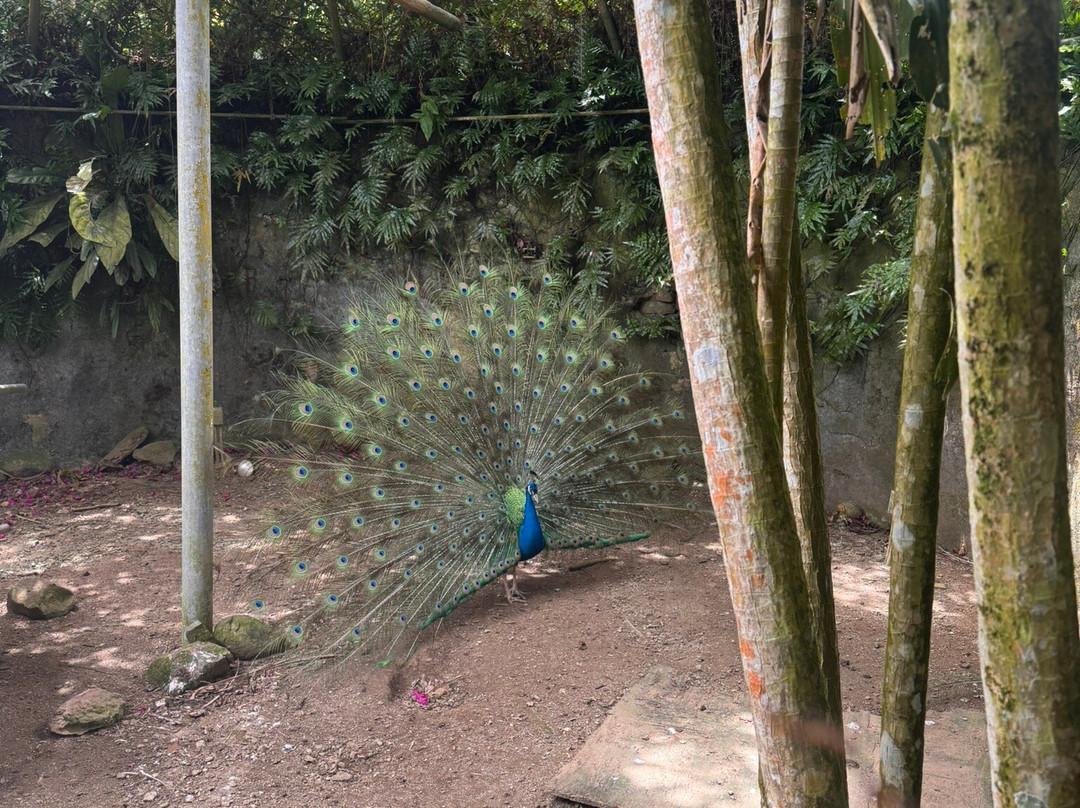 Plantation Crown and Hawk Botanical Garden-圣 托马斯必去景点