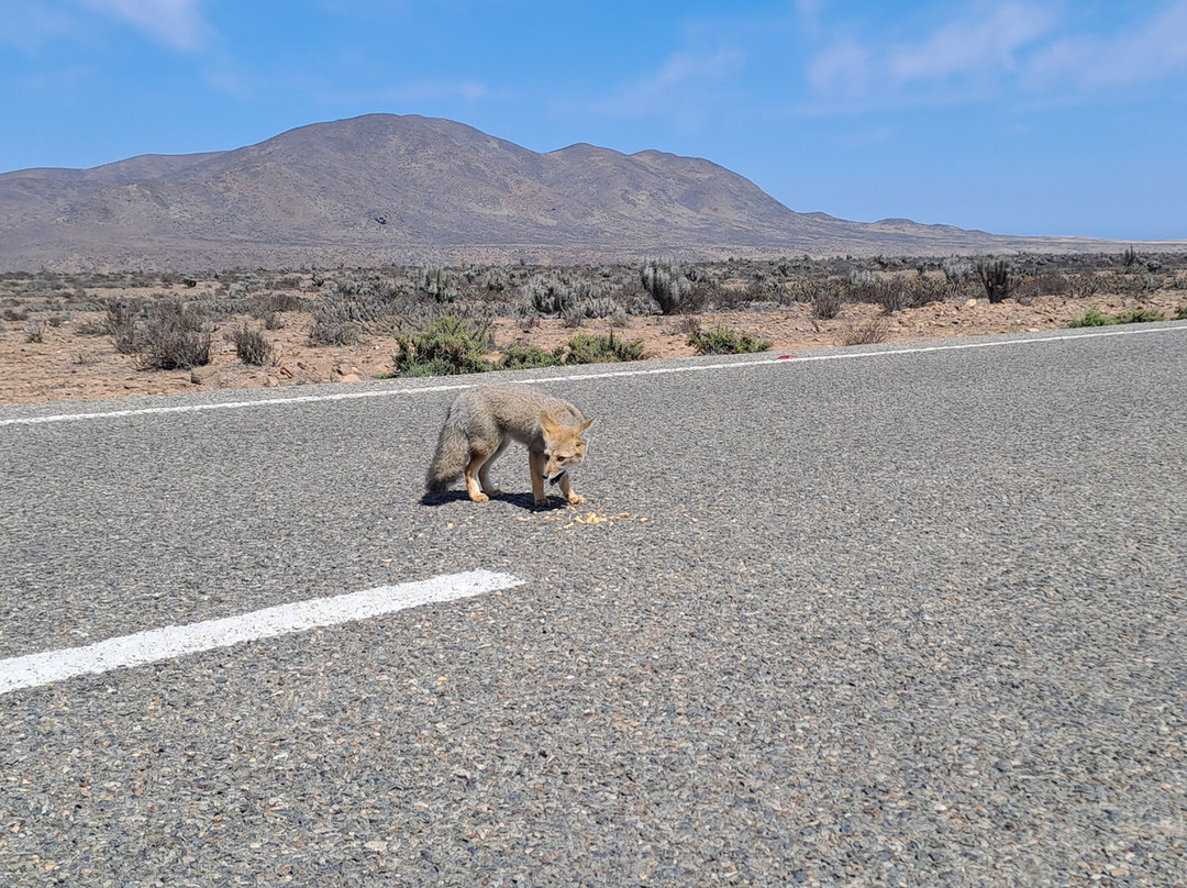 Punta Choros-拉塞雷纳必去景点