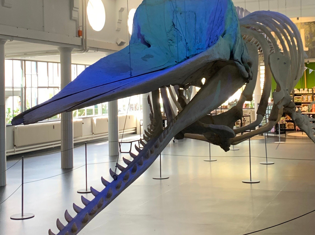 Natuurmuseum Brabant景点图片