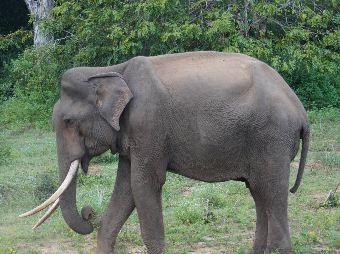 Lunugamvehera Safari Tours-Thanamalwila必去景点