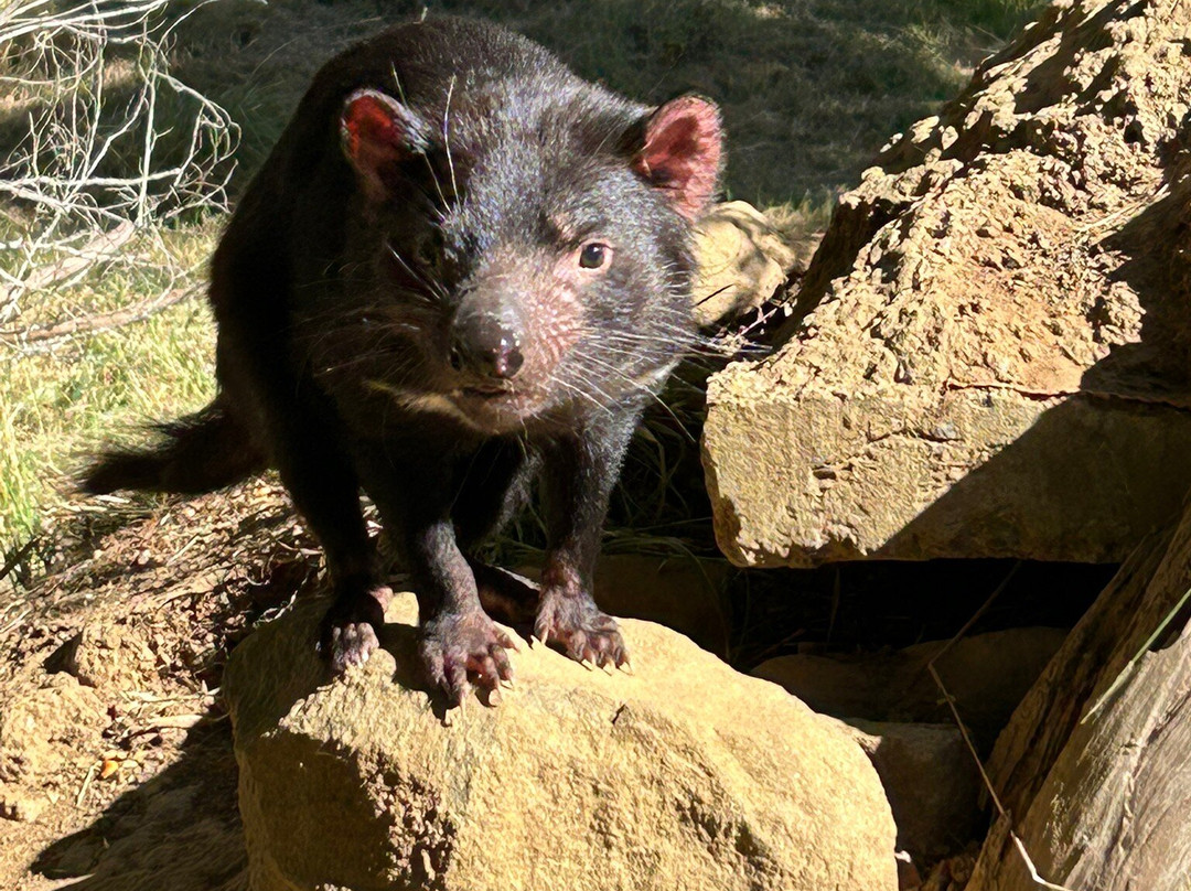 Tasmanian Devil Unzoo景点图片