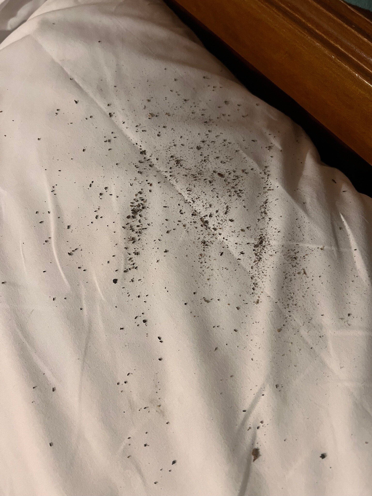 爱丽儿希尔瓦酒店-官方