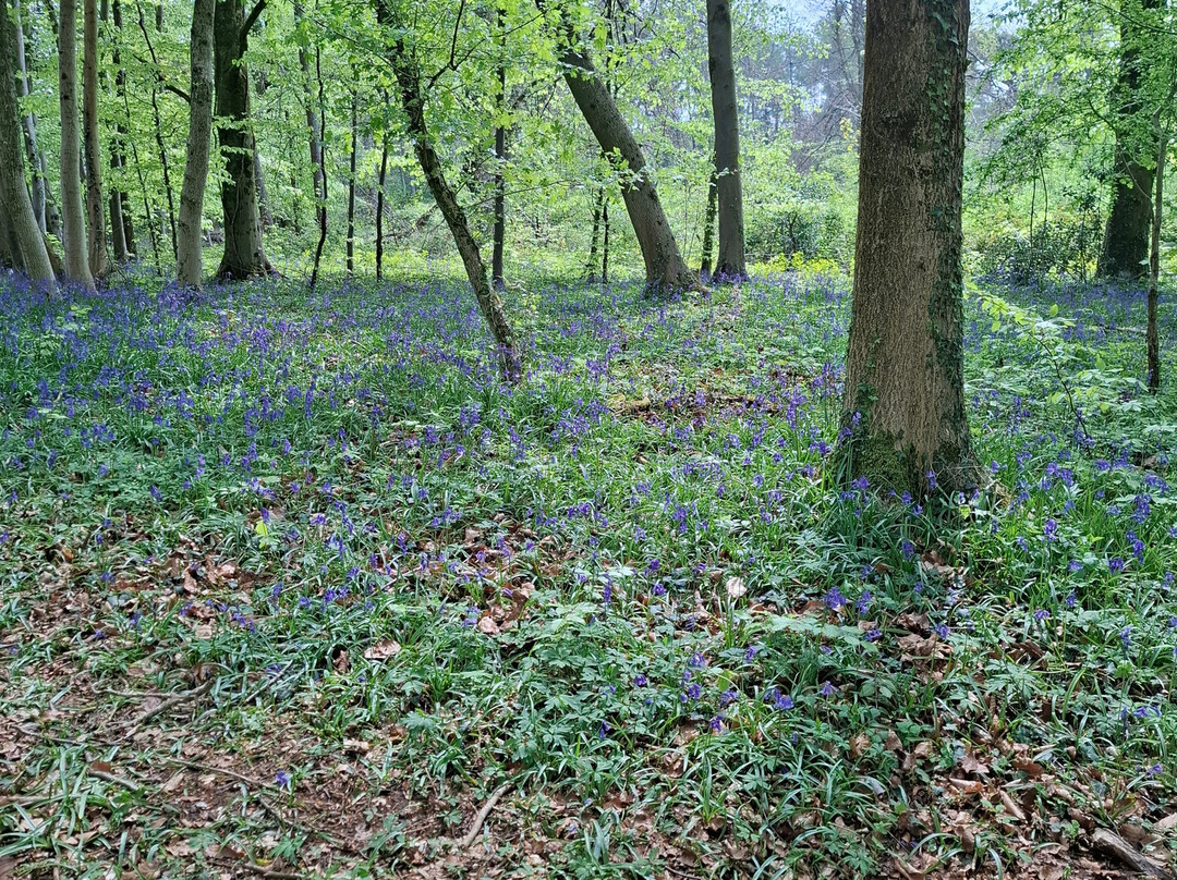 Haresfield Beacon And Standish Wood景点图片