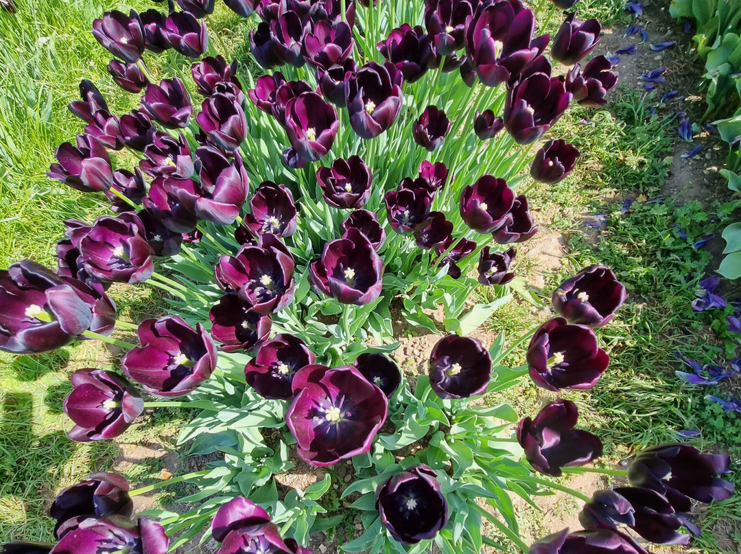 Tulleys Tulip Fields - Hertfordshire景点图片
